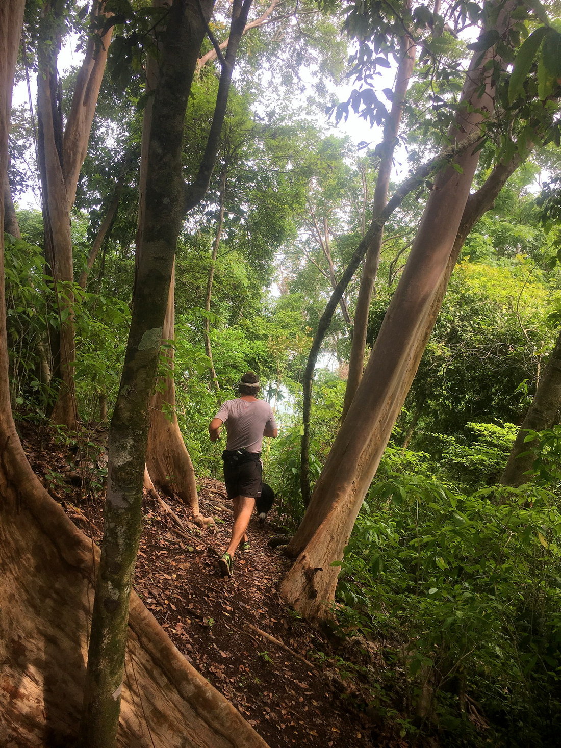 A hiker on a forest trail among tall trees in Manuel Antonio