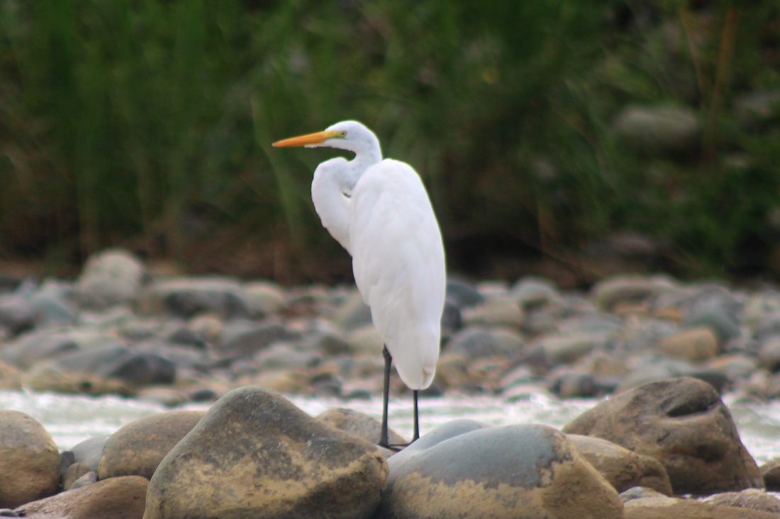 A great egret on the rocks of the lower Naranjo