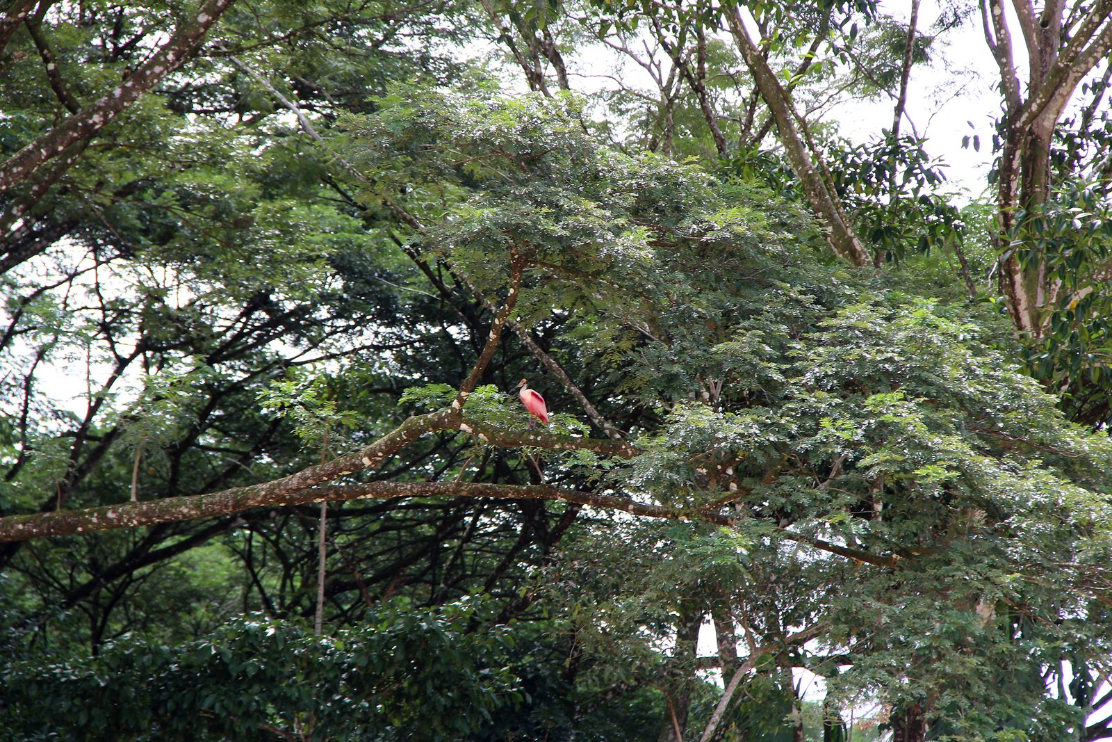 A roseate spoonbill in a tree over the Naranjo